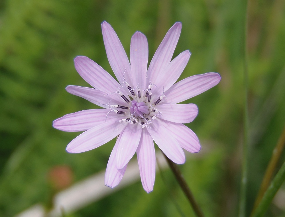 Изображение особи Scorzonera purpurea.