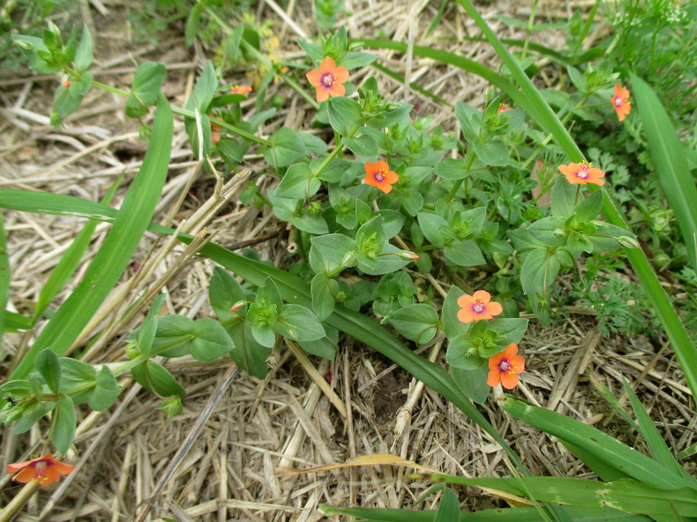 Image of Anagallis arvensis specimen.