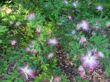 Calliandra brevipes