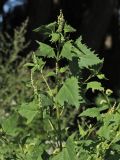 Atriplex calotheca