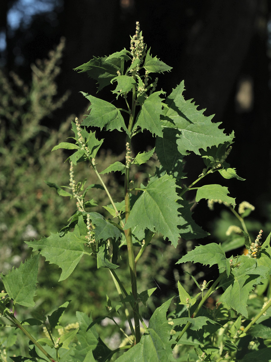 Изображение особи Atriplex calotheca.