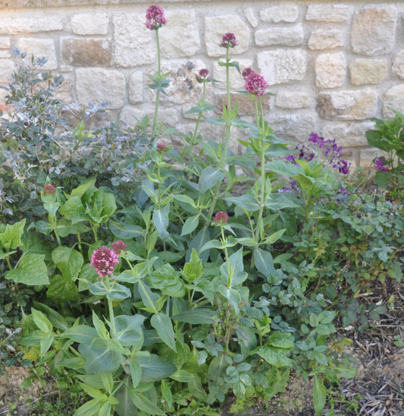 Image of Centranthus ruber specimen.