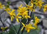 Ligularia thomsonii