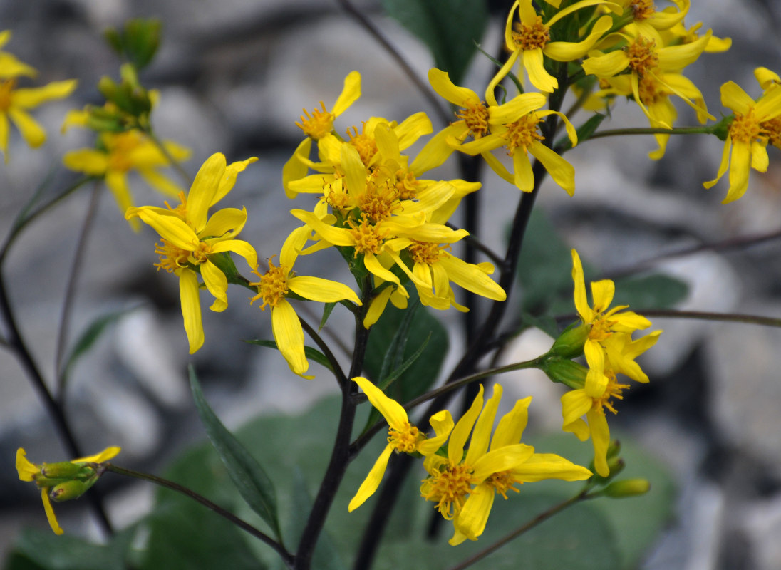 Изображение особи Ligularia thomsonii.