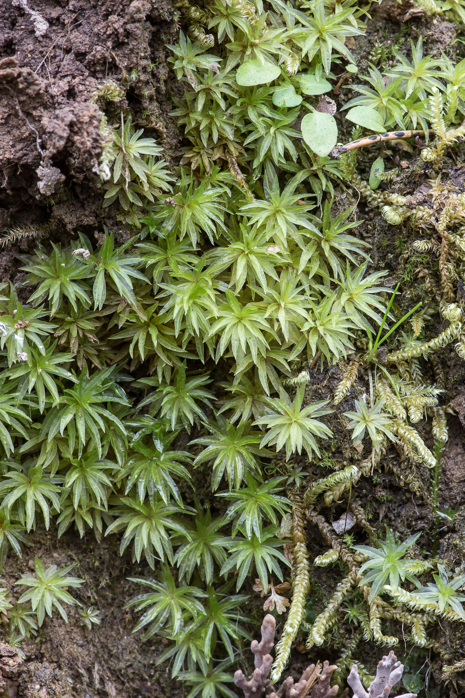 Image of Atrichum undulatum specimen.