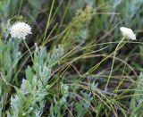 Scabiosa ochroleuca