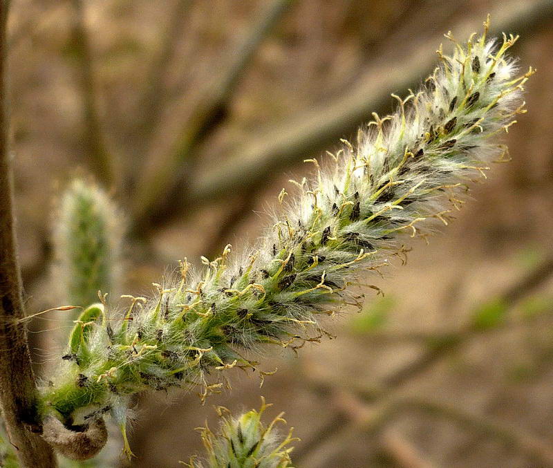 Image of Salix gmelinii specimen.