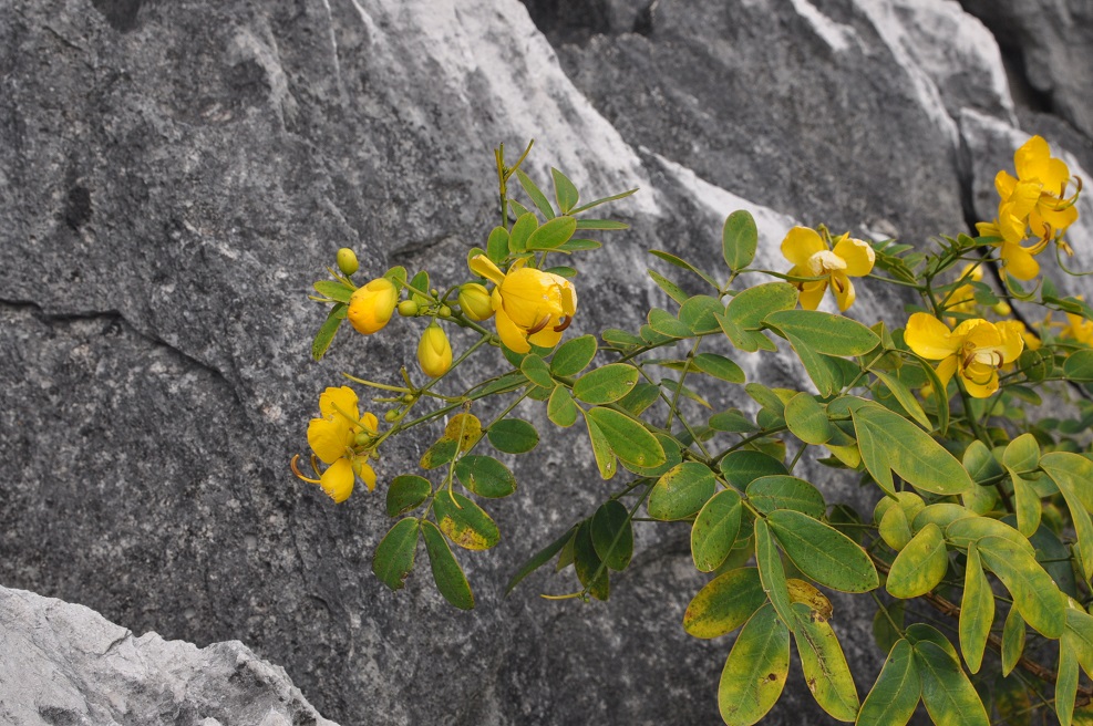 Image of genus Senna specimen.