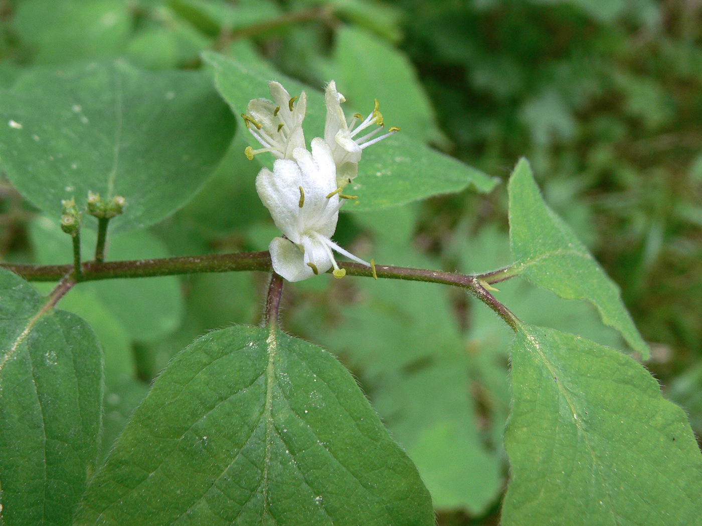 Изображение особи Lonicera xylosteum.