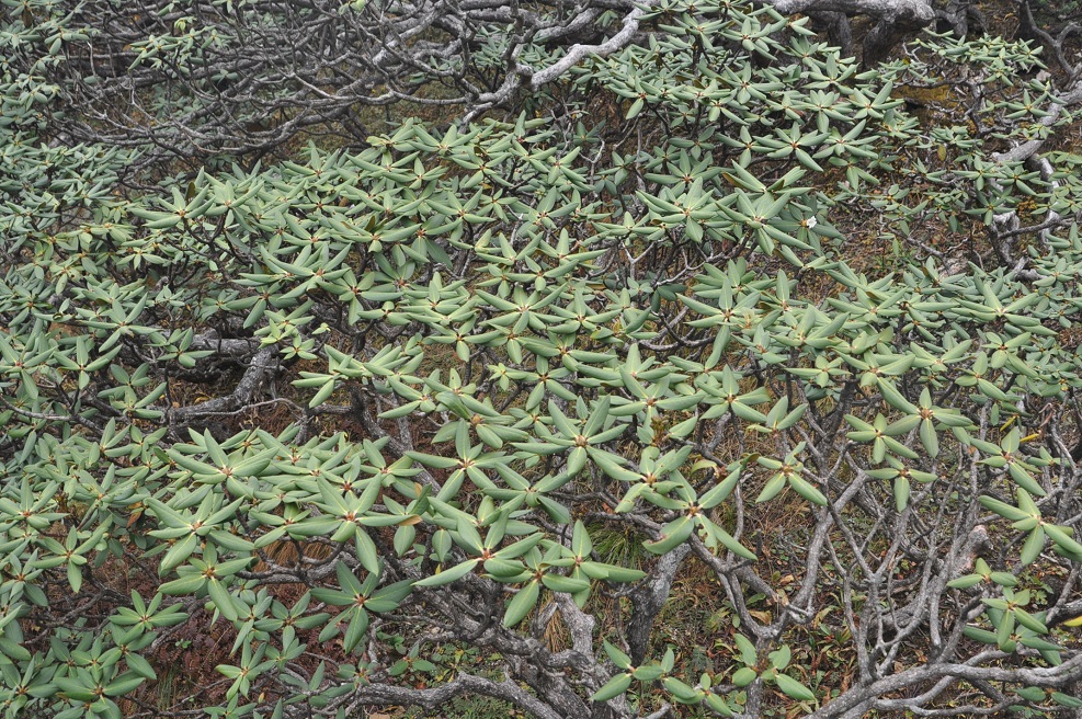 Image of genus Rhododendron specimen.