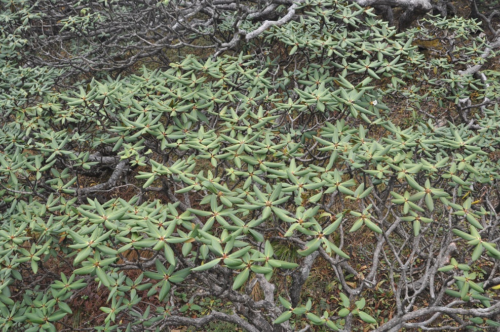 Изображение особи род Rhododendron.