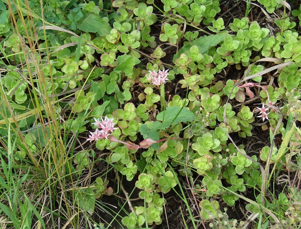 Изображение особи Sedum spurium.