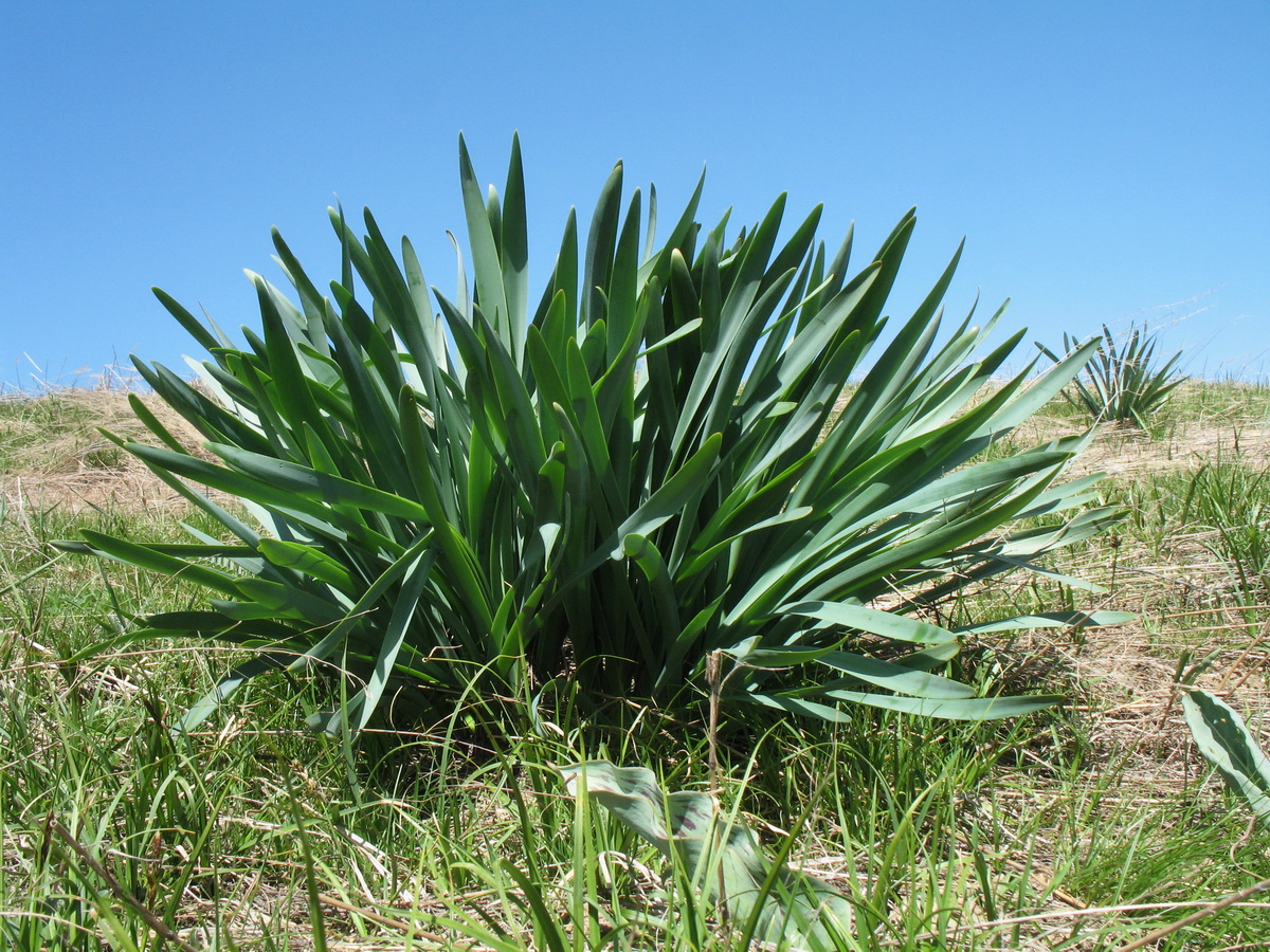 Image of Ungernia sewerzowii specimen.