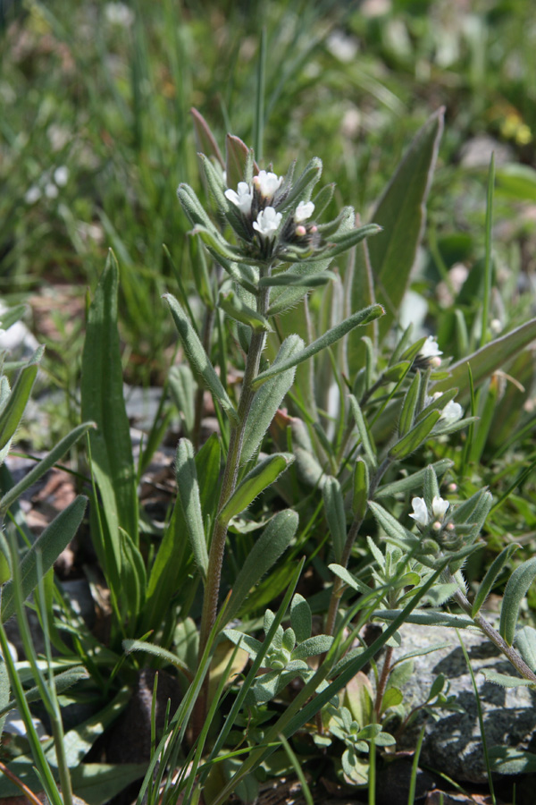 Image of Buglossoides arvensis specimen.