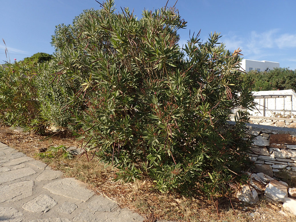 Image of Nerium oleander specimen.