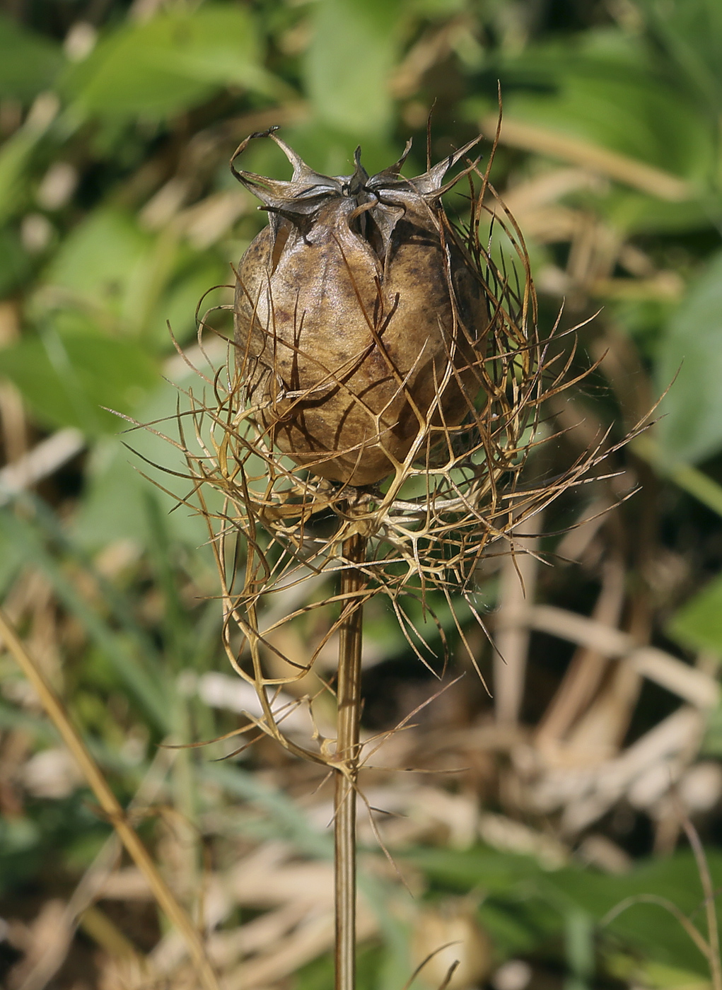 Image of Nigella damascena specimen.