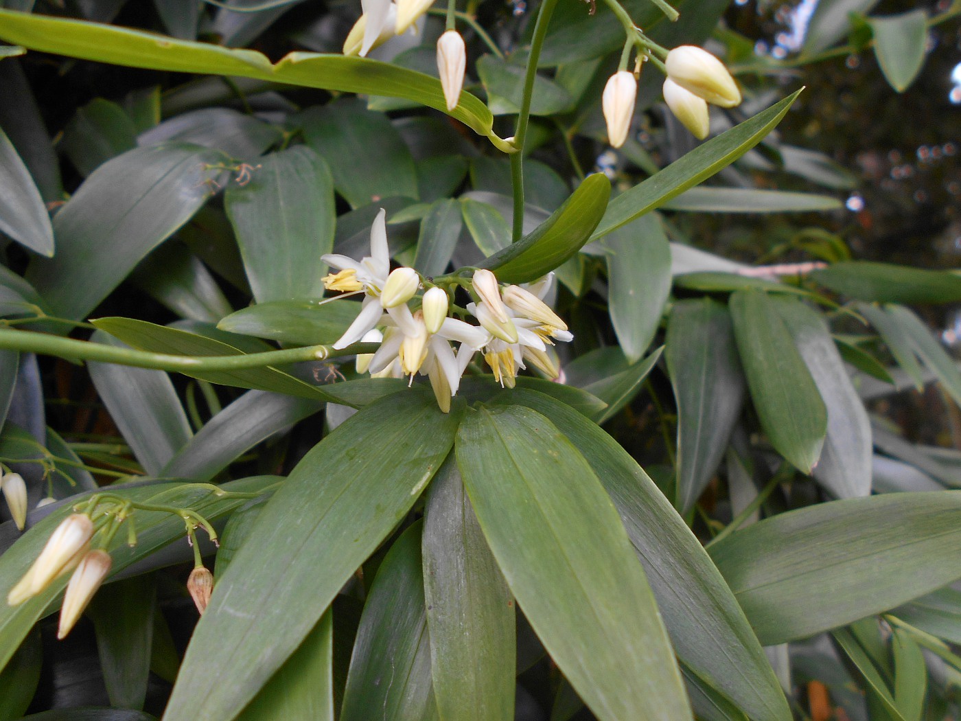 Image of Geitonoplesium cymosum specimen.