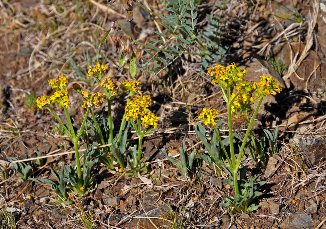 Image of Patrinia sibirica specimen.