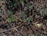 Astragalus vaginatus. Цветущее растение. Монголия, аймак Архангай, вулкан Хэрийин, ≈ 2200 м н.у.м., каменистый склон. 06.06.2017.