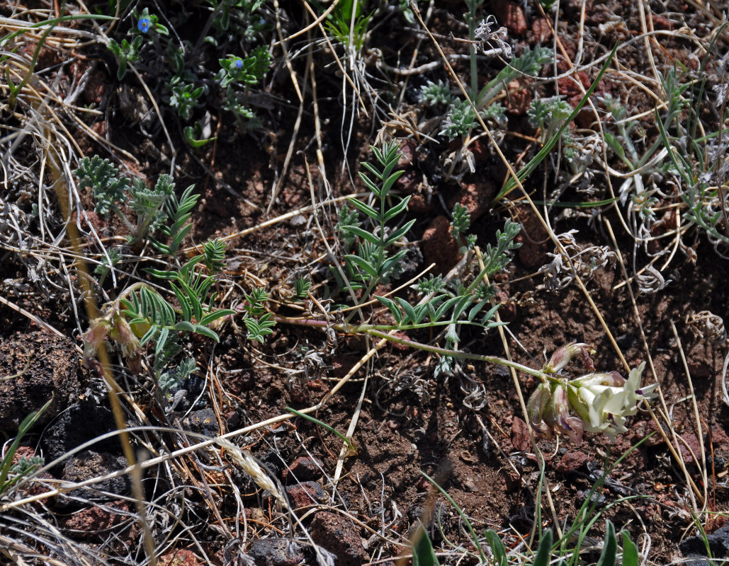 Изображение особи Astragalus vaginatus.