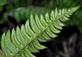Polystichum lonchitis