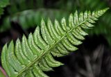 Polystichum lonchitis. Верхушка вайи с сорусами (вид снизу). Адыгея, Фишт-Оштеновский массив, верховья р. Белая, ≈ 1600 м н.у.м., скала на берегу реки. 06.07.2017.