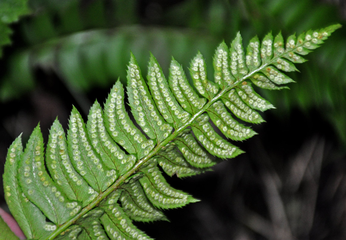 Изображение особи Polystichum lonchitis.