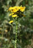 Hieracium umbellatum. Верхушка цветущего растения с фасциированным стеблем. Восточный Казахстан, г. Усть-Каменогорск, правый берег р. Иртыш, луг. 03.08.2017.