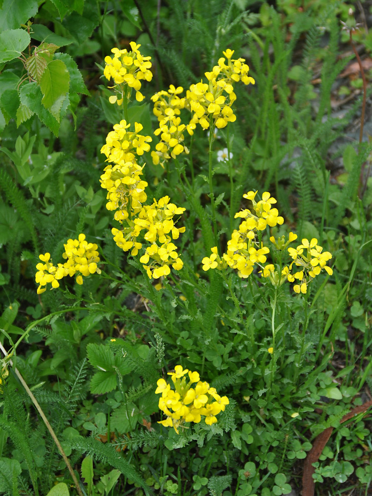 Image of Erysimum cuspidatum specimen.