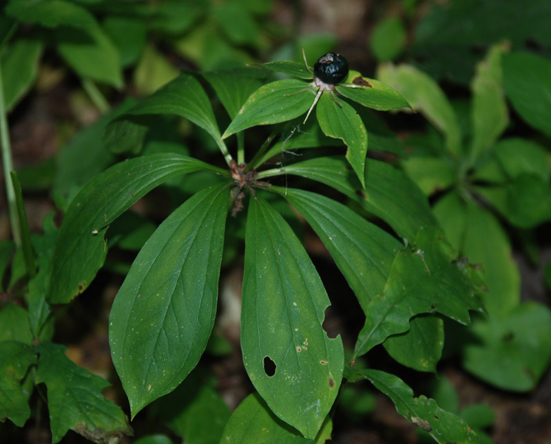 Image of Paris incompleta specimen.