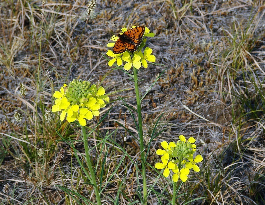 Image of Erysimum flavum specimen.