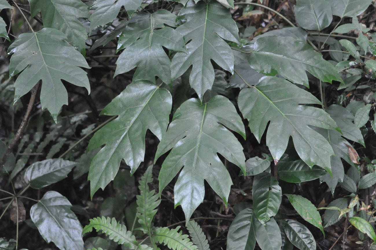 Image of Heptapleurum delavayi specimen.