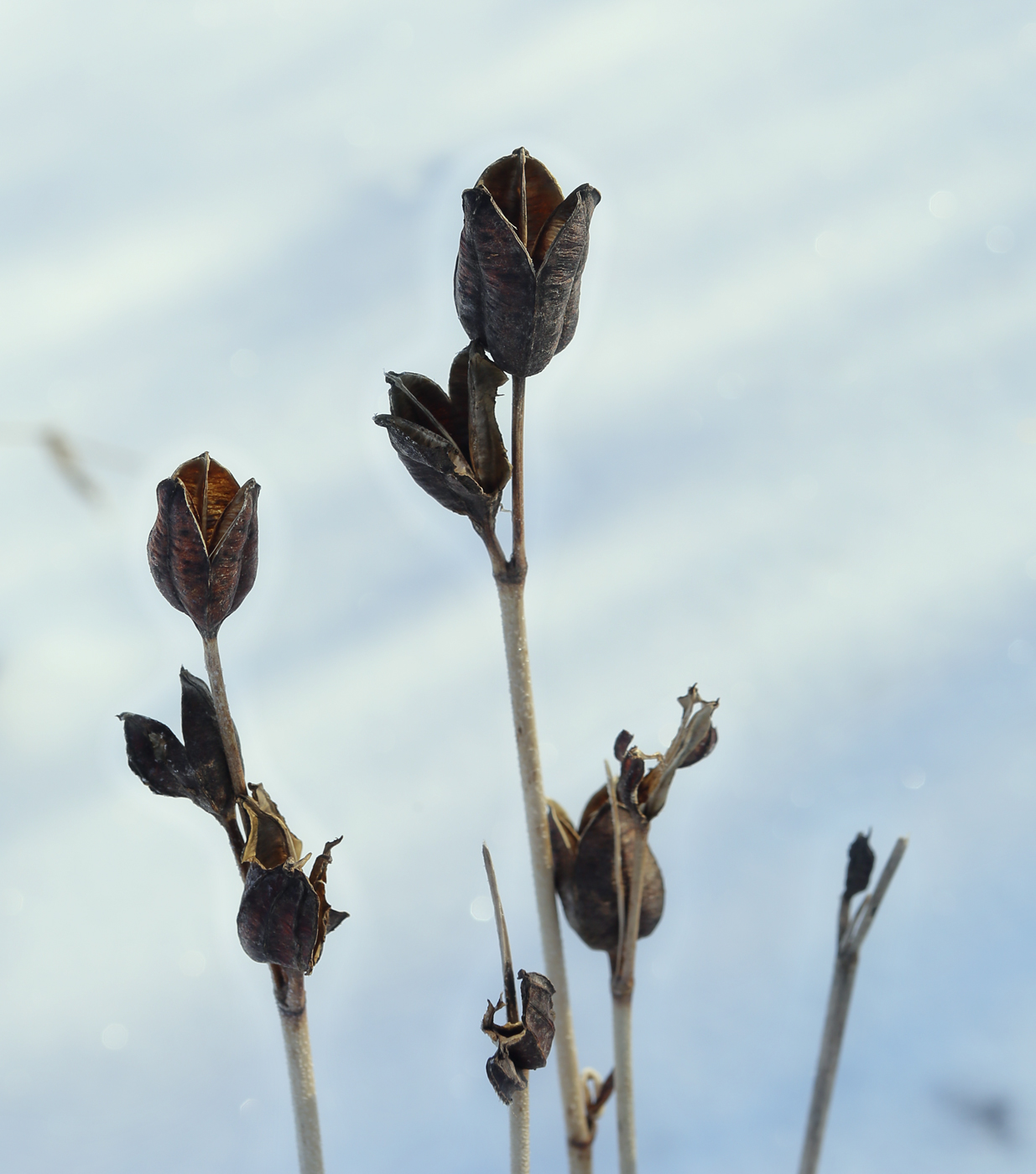 Image of Iris sibirica specimen.