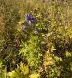 Aconitum nasutum. Цветущее растение. Кабардино-Балкария, Зольский р-н, поляна рядом с водопадом Тузлук-Шапа. 10.09.2011.