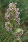 Dactylis glomerata