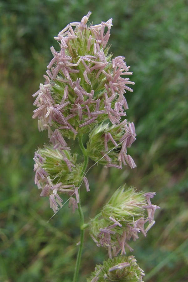 Изображение особи Dactylis glomerata.