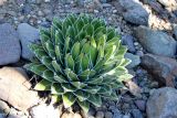 Agave victoriae-reginae