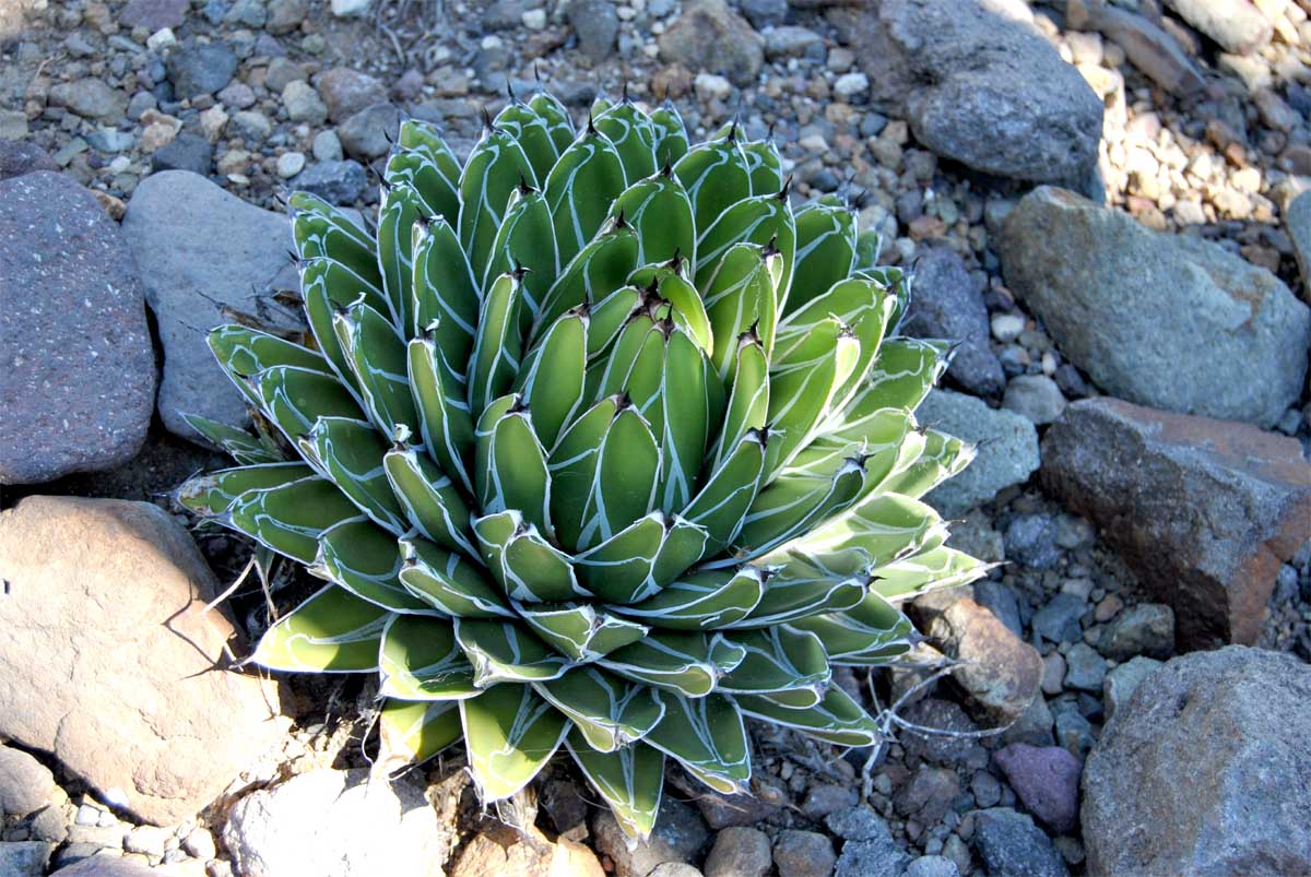 Изображение особи Agave victoriae-reginae.