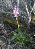 Anacamptis morio ssp. syriaca