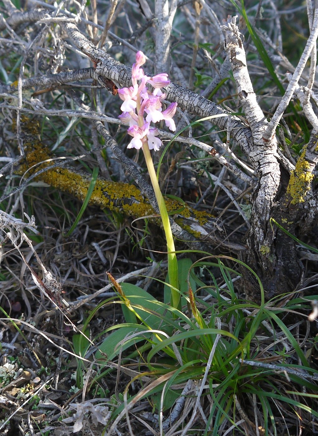 Изображение особи Anacamptis morio ssp. syriaca.