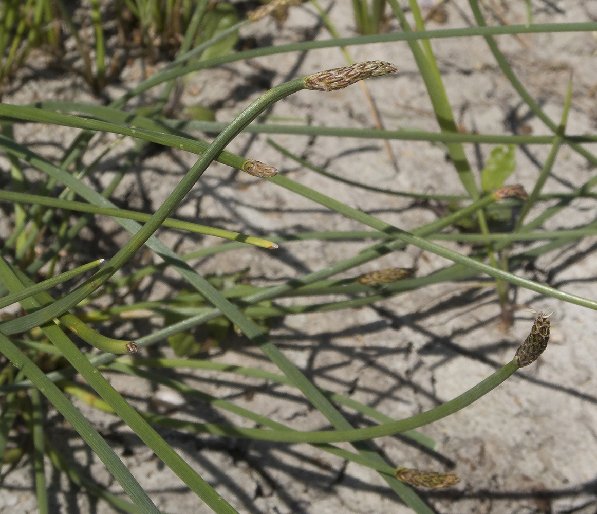 Image of Eleocharis mitracarpa specimen.