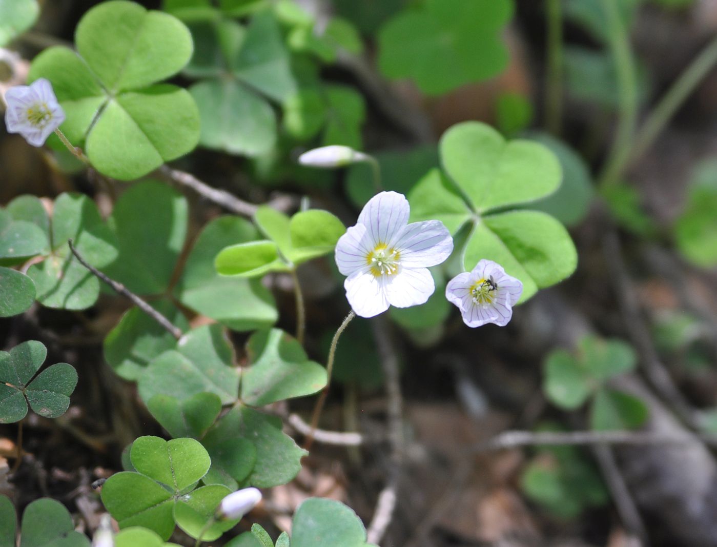 Image of Oxalis acetosella specimen.