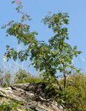 Sorbus sibirica