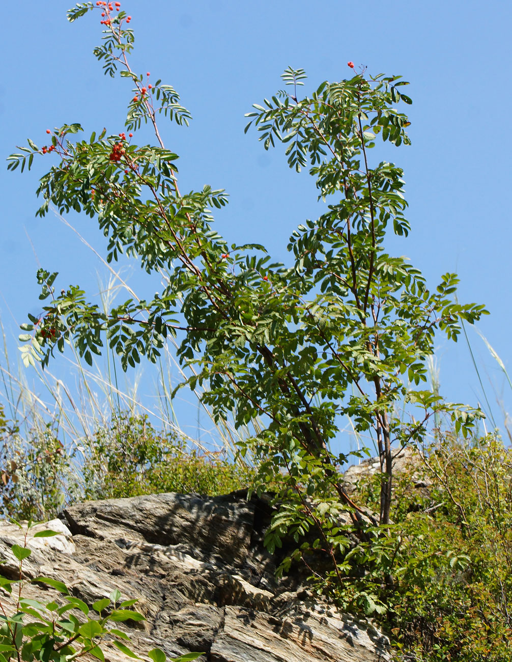 Image of Sorbus sibirica specimen.