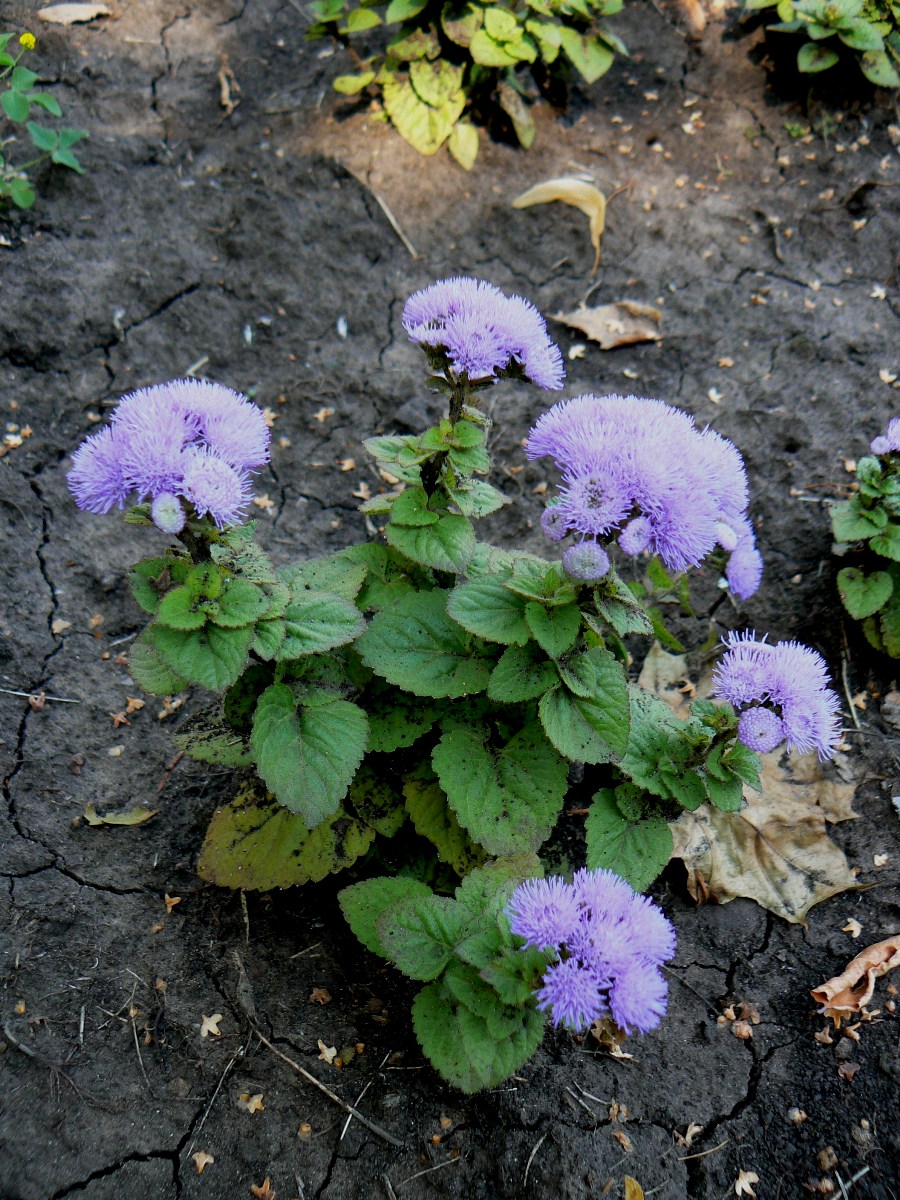 Image of Ageratum houstonianum specimen.