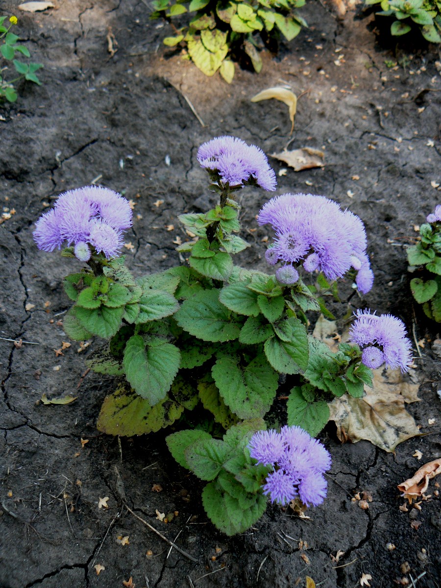 Изображение особи Ageratum houstonianum.