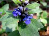 Ajuga genevensis