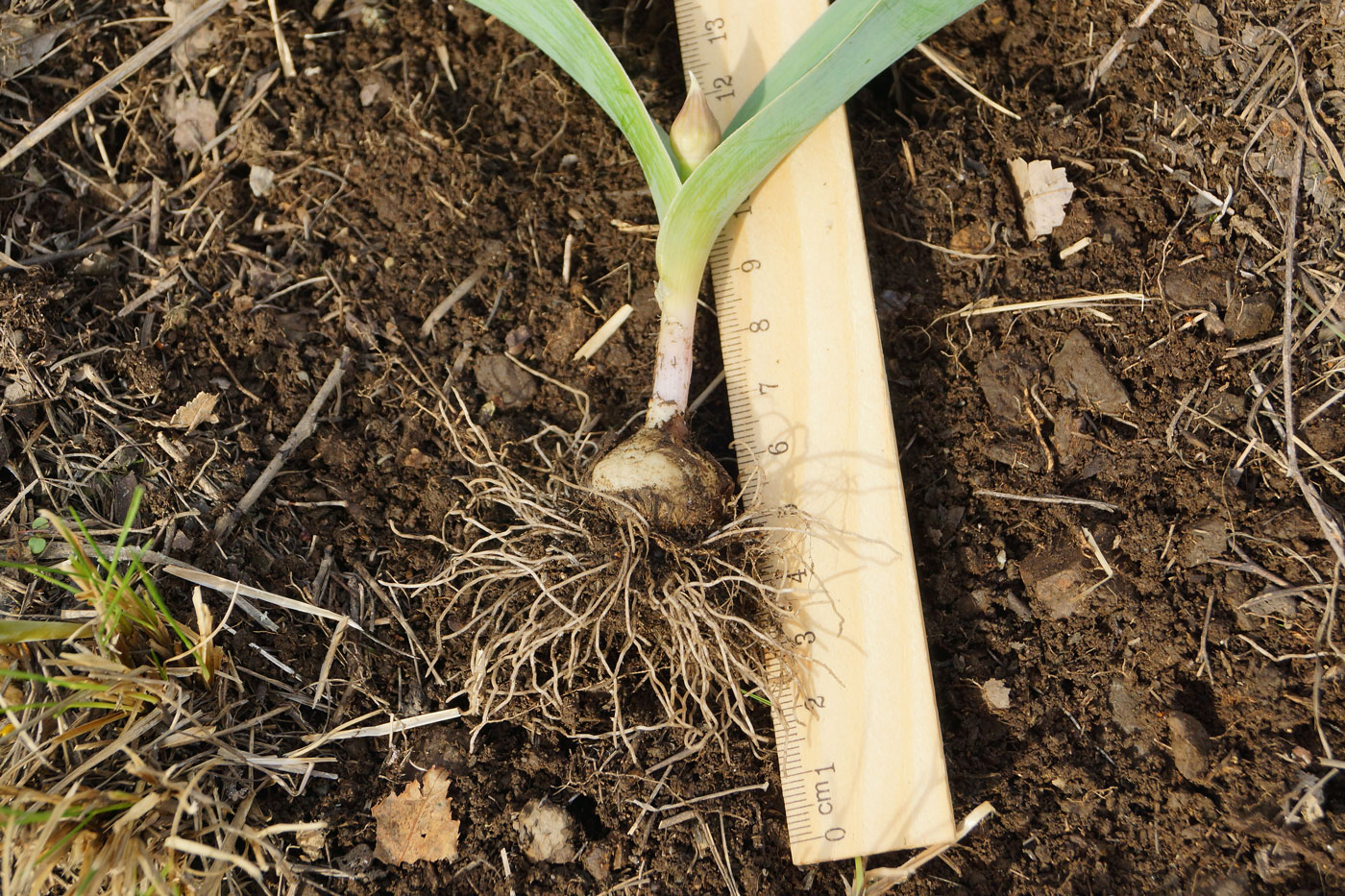 Image of Allium tulipifolium specimen.