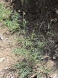 род Centaurea. Зацветающее растение. Дагестан, окр. с. Талги, каменистое место. 15.05.2018.