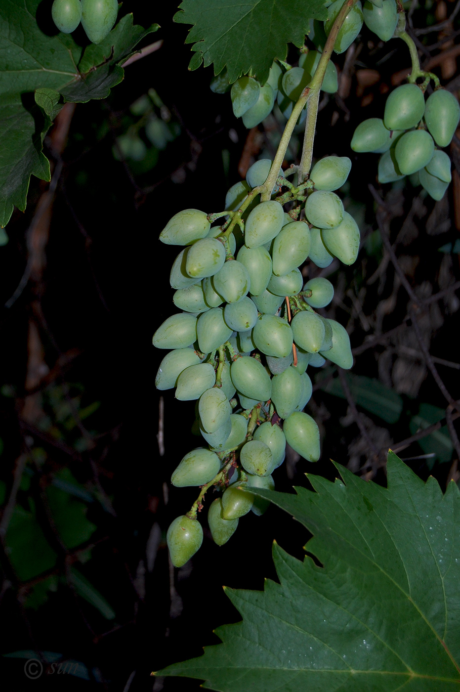Image of Vitis vinifera specimen.